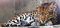 "Indochinese_leopard.jpg" by User:Pratyeka