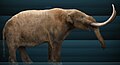 "Mammut_americanum_Sergiodlarosa.jpg" by User:Cropbot