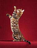 "Paintedcats_Red_Star_standing.jpg" by User:Lightburst