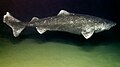 "Somniosus_microcephalus_okeanos.jpg" by User:Togabi