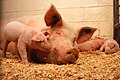 "Sow_and_five_piglets.jpg" by User:Dbenbenn