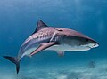 "Tiger_shark.jpg" by User:Albert kok