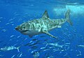 "White_shark.jpg" by User:Mariomassone