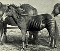 "Zoologist421898_080b.jpg" by User:Beao