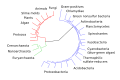 "CollapsedtreeLabels-simplified.svg" by User:Gretarsson
